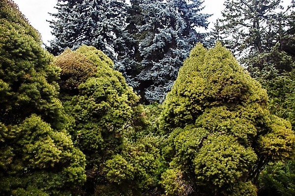 포토 JPG 해외이미지 나무 식물 구름 공원 백그라운드 잎 자연 하늘 추상 풍경 사람없음 목재 초록색 파란색 정원 성장 흰색 나뭇가지 숲 관목 향신료 냄새 아로마 향 상록수 침엽수 아로마테라피 전나무 내추럴 콜로라도 향나무 가문비나무 해외202004 해외포토 자연요소 공공시설 컬러 무늬 재료 미국 생태계 테라피 향미료 파일형식 이미지허브