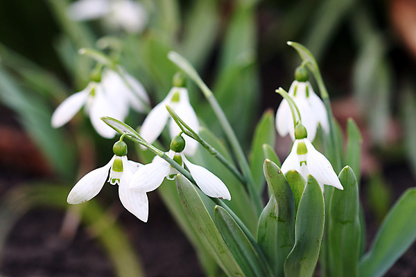 포토 JPG 해외이미지 꽃잎 꽃 잎 사람없음 아웃포커스 스노드롭 해외202004 해외포토 식물 촬영기법 파일형식 이미지허브