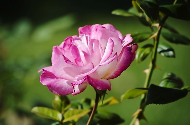 포토 JPG 해외이미지 식물 꽃 잎 꽃무늬 자연 사람없음 여름 장미 정원 봄 벚꽃 나뭇가지 원예 내추럴 해외202004 해외포토 나무 계절 무늬 취미 생태계 파일형식 이미지허브