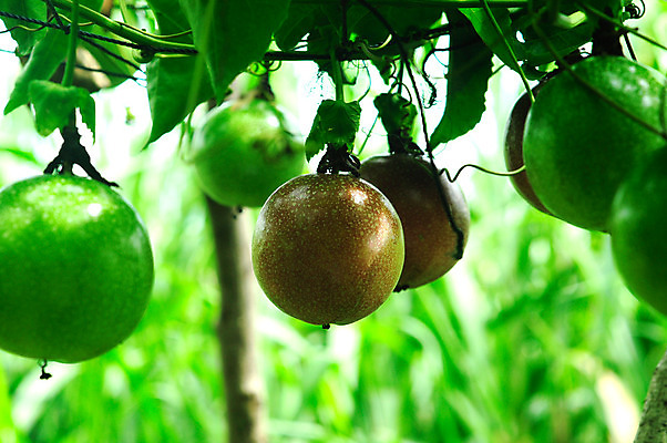 포토 JPG 해외이미지 나무 식물 음식 잎 꽃무늬 밭 농업 다이어트 과일 자연 건강 사람없음 야외 초록색 농장 정원 주스 수확 성장 신선 달콤 맛 유기농 포도나무 내추럴 밭일 숙성 해외202004 해외포토 웰빙 꽃 산업 음료 컬러 컨셉 무늬 과일나무 생태계 파일형식 이미지허브