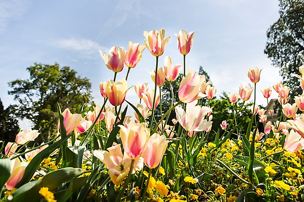 포토 JPG 주간 식물 꽃 배경화면 여러송이 자연 하늘 사람없음 야외 튤립 국내포토 자연요소 다수 생태계 파일형식