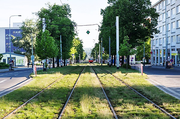 포토 JPG 주간 나무 식물 해외풍경 해외 유럽 육상교통 교통 유럽풍경 대중교통 풍경 초원 사람없음 야외 체코 프라하 트램 국내포토 자연요소 나라 교통수단 파일형식