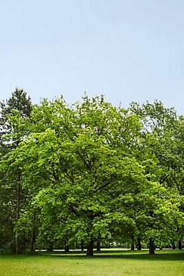 포토 JPG 주간 나무 식물 해외풍경 해외 공원 유럽 유럽풍경 독일 풍경 잔디 사람없음 야외 베를린 티어가르텐 국내포토 자연요소 공공시설 나라 파일형식