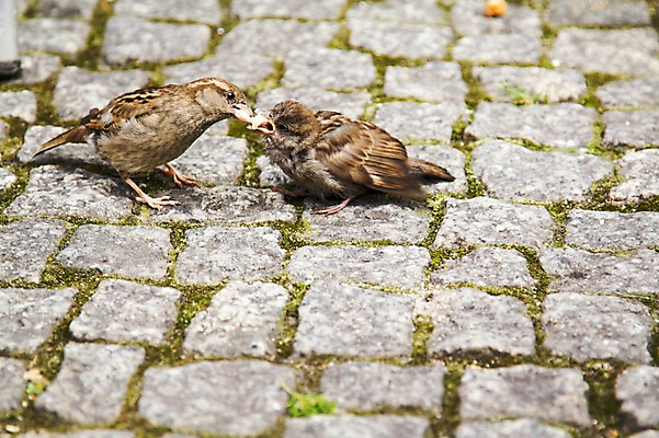 포토 JPG 주간 배경화면 두마리 조류 사람없음 야외 참새 국내포토 자연요소 동물 2 파일형식