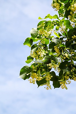 포토 JPG 주간 나무 식물 꽃 컬러 하늘 나뭇잎 사람없음 야외 노란색 나뭇가지 국내포토 자연요소 잎 파일형식