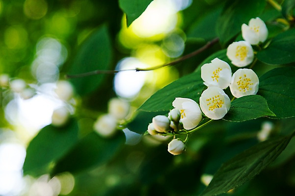 포토 JPG 주간 식물 꽃 컬러 배경화면 여러송이 나뭇잎 근접촬영 사람없음 야외 아웃포커스 흰색 국내포토 자연요소 뷰포인트 다수 잎 촬영기법 파일형식
