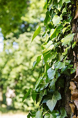 포토 JPG 주간 식물 나뭇잎 사람없음 야외 아웃포커스 국내포토 자연요소 잎 촬영기법 파일형식