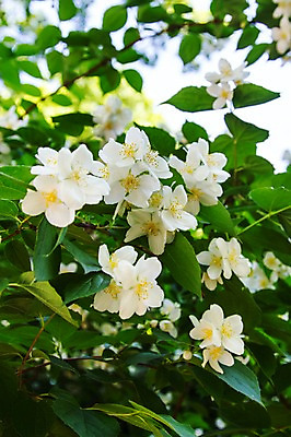 포토 JPG 주간 식물 꽃 컬러 여러송이 나뭇잎 사람없음 야외 흰색 국내포토 자연요소 다수 잎 파일형식