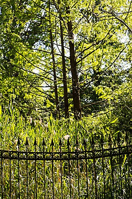 포토 JPG 주간 나무 식물 공원 자연 독일 풍경 사람없음 야외 창살 베를린 쇠창살 티어가르텐 국내포토 자연요소 공공시설 유럽 생태계 파일형식