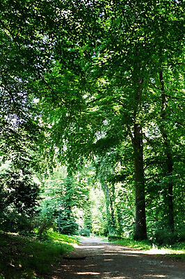 포토 JPG 주간 나무 식물 공원 길 자연 독일 풍경 사람없음 야외 가로수 베를린 티어가르텐 국내포토 자연요소 공공시설 유럽 생태계 파일형식