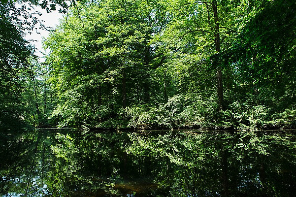 포토 JPG 주간 나무 식물 공원 호수 자연 독일 풍경 사람없음 야외 베를린 티어가르텐 국내포토 자연요소 공공시설 유럽 생태계 파일형식