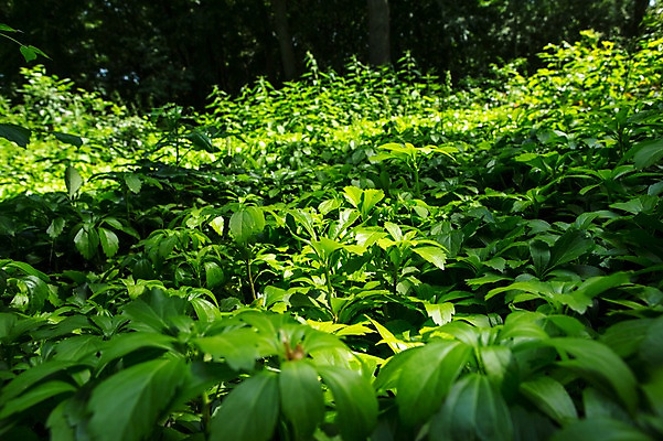 포토 JPG 주간 식물 잎 자연 독일 풍경 사람없음 야외 베를린 티어가르텐 국내포토 자연요소 공원 유럽 생태계 파일형식