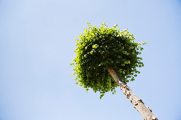 포토 JPG 주간 나무 로우앵글 하늘 한그루 사람없음 야외 국내포토 자연요소 식물 1 뷰포인트 파일형식