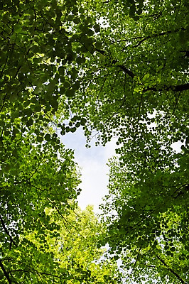 포토 JPG 주간 나무 식물 로우앵글 자연 나뭇잎 사람없음 야외 국내포토 자연요소 뷰포인트 잎 생태계 파일형식