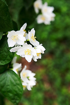 포토 JPG 주간 식물 꽃 컬러 여러송이 나뭇잎 근접촬영 사람없음 야외 아웃포커스 흰색 국내포토 자연요소 뷰포인트 다수 잎 촬영기법 파일형식