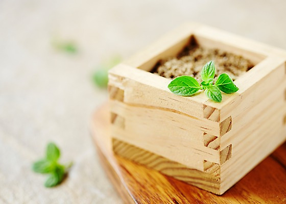 포토 JPG 스튜디오촬영 식물 화분 백그라운드 잎 실내 사람없음 아웃포커스 풀 약초 나무상자 허브 오레가노 국내포토 촬영기법 내부 상자 풀_식물 파일형식