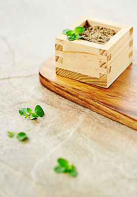 포토 JPG 스튜디오촬영 식물 화분 백그라운드 잎 실내 사람없음 아웃포커스 풀 약초 나무상자 허브 오레가노 국내포토 촬영기법 내부 상자 풀_식물 파일형식