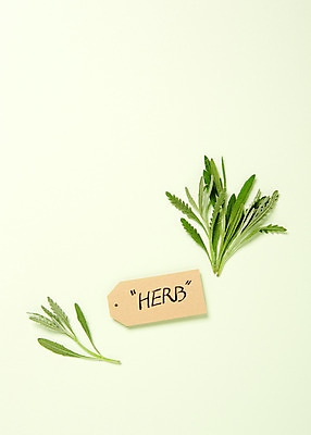 포토 JPG 스튜디오촬영 식물 배경화면 백그라운드 잎 실내 사람없음 라벨 풀 약초 이름표 허브 타라곤 국내포토 프레임 내부 풀_식물 파일형식