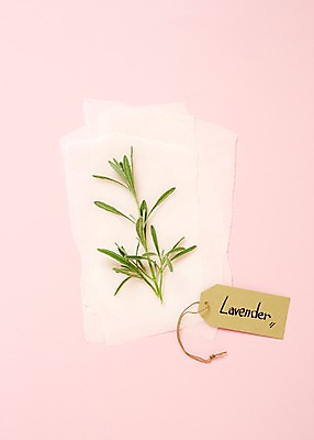 포토 JPG 스튜디오촬영 식물 배경화면 백그라운드 잎 실내 사람없음 라벨 풀 약초 이름표 허브 라벤더 국내포토 꽃 프레임 내부 풀_식물 파일형식