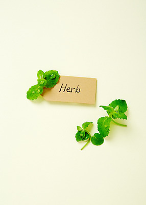 포토 JPG 스튜디오촬영 식물 배경화면 백그라운드 잎 실내 사람없음 풀 약초 이름표 민트 허브 국내포토 내부 풀_식물 파일형식