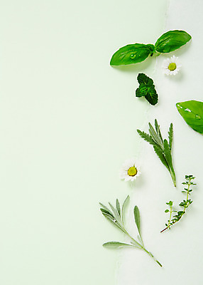 포토 JPG 스튜디오촬영 식물 배경화면 백그라운드 잎 실내 종류 사람없음 시간 풀 약초 민트 허브 바질 타라곤 국내포토 내부 풀_식물 파일형식