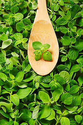포토 JPG 스튜디오촬영 식물 배경화면 백그라운드 잎 실내 사람없음 숟가락 풀 약초 허브 오레가노 국내포토 수저 내부 풀_식물 파일형식