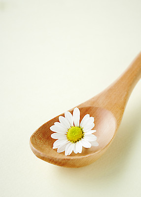 포토 JPG 스튜디오촬영 식물 꽃잎 백그라운드 잎 실내 근접촬영 사람없음 아웃포커스 숟가락 풀 약초 허브 국내포토 꽃 뷰포인트 촬영기법 수저 내부 풀_식물 파일형식