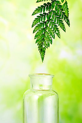 포토 JPG 스튜디오촬영 식물 백그라운드 잎 유리병 실내 사람없음 풀 약초 허브 노무라 국내포토 병_용기 나뭇잎 내부 풀_식물 파일형식