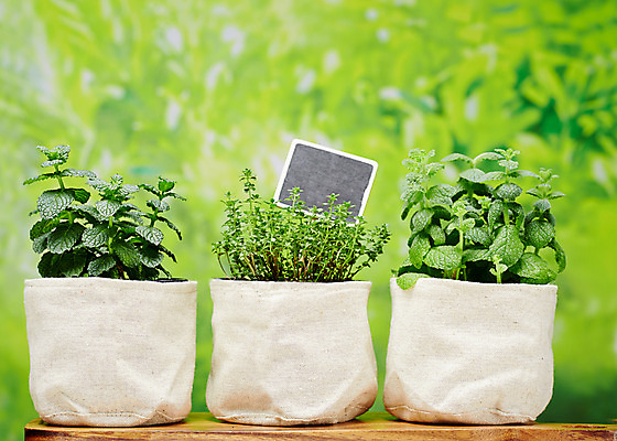 포토 JPG 스튜디오촬영 식물 화분 배경화면 잎 실내 사람없음 아웃포커스 풀 민트 허브 국내포토 촬영기법 내부 파일형식