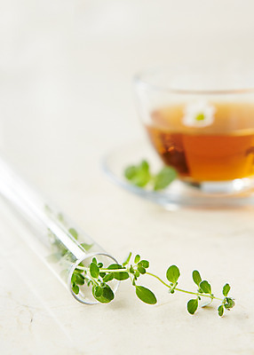 포토 JPG 스튜디오촬영 식물 백그라운드 잎 실내 근접촬영 사람없음 아웃포커스 풀 약초 찻잔 허브 오레가노 허브차 국내포토 뷰포인트 잔 촬영기법 내부 차_음료 풀_식물 파일형식