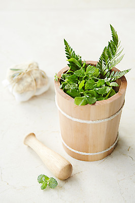 포토 JPG 스튜디오촬영 식물 화분 배경화면 백그라운드 잎 실내 사람없음 아웃포커스 방망이 풀 약초 허브 국내포토 촬영기법 내부 풀_식물 파일형식