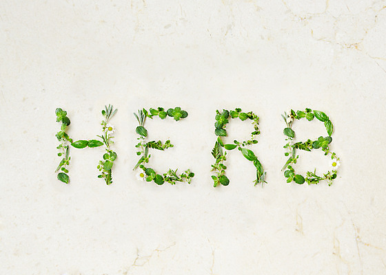 포토 JPG 스튜디오촬영 식물 알파벳 영어 배경화면 백그라운드 잎 실내 종류 사람없음 단어 표현 풀 약초 허브 국내포토 문자 내부 풀_식물 파일형식