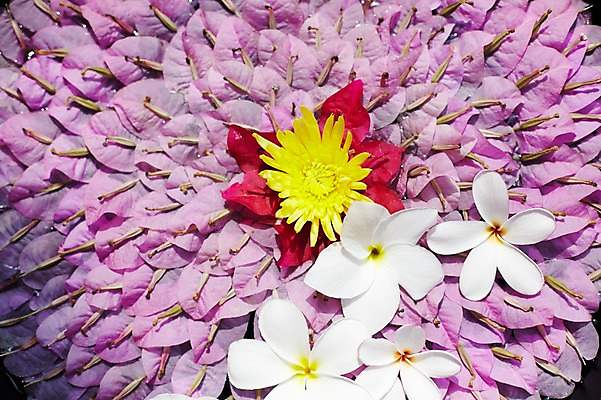 포토 JPG 해외기획촬영 꽃 2013년태국 모션 리조트 사람없음 스파 수면 프랜지파니 국내포토 식물 파일형식