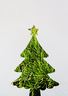 포토 JPG 종이 백그라운드 크리스마스 프레임 잔디 사람없음 초록색 크리스마스트리 국내포토 식물 기념일 컬러 파일형식