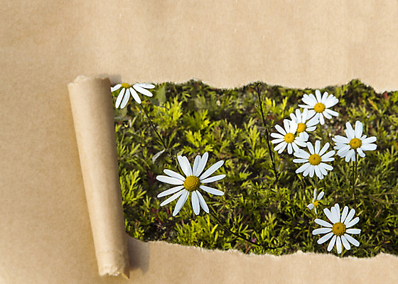 포토 JPG 주간 식물 꽃 종이 배경화면 백그라운드 프레임 잔디 사람없음 야외 국내포토 자연요소 파일형식