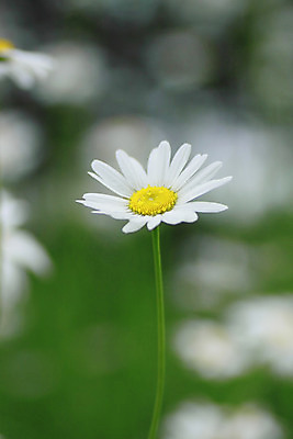 포토 JPG 해외이미지 식물 꽃잎 꽃 꽃무늬 밭 자연 사람없음 초록색 여름 빛 노란색 정원 벚꽃 흰색 신선 소프트포커스 꽃가루 내추럴 해외202004 해외포토 계절 컬러 무늬 농업 촬영기법 가루 생태계 파일형식 이미지허브