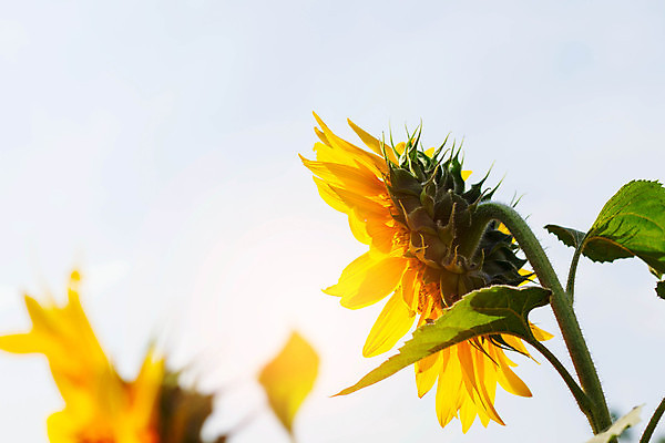 포토 JPG 해외이미지 식물 구름 계절 공원 꽃잎 꽃 아시아 줄기 여행 잎 겨울 꽃무늬 오렌지 태국 자연 하늘 휴가 해바라기 사람없음 초록색 여름 파란색 노란색 환경 정원 시골 신선 벌레 벌 꽃가루 천국 내추럴 밭일 해외202004 해외포토 자연요소 공공시설 나라 컬러 곤충 무늬 과일 가루 생태계 파일형식 이미지허브
