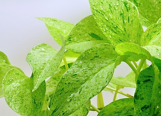 포토 JPG 해외이미지 식물 백그라운드 잎 패턴 자연 추상 건강 사람없음 초록색 물 여름 빛 반사 환경 정원 화목 봄 젖음 성장 흰색 물방울 신선 투명 액체 닫기 떨어짐 이슬 빗방울 순수 묘사 질감 내추럴 고립 해외202004 해외포토 자연요소 계절 컬러 컨셉 무늬 모션 비_날씨 생태계 파일형식 이미지허브