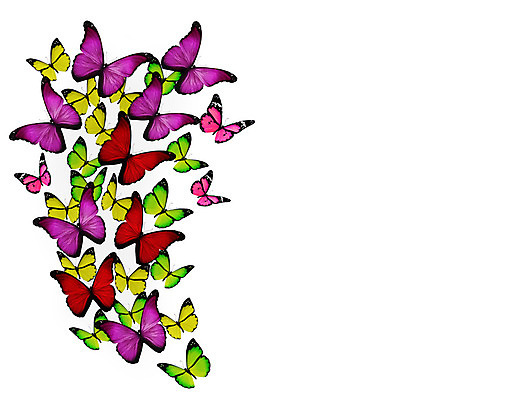 포토 JPG 해외이미지 나비 백그라운드 선물 사람없음 빨간색 초록색 파란색 빛 컬러풀 노란색 검은색 봄 흰색 축하 편지 수집 제비꽃 싱글 내추럴 고립 구성 무료 터키석 많음 해외202004 해외포토 계절 꽃 컬러 곤충 컨셉 보석 파일형식 이미지허브