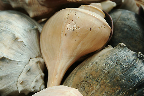 포토 JPG 해외이미지 동물 음식 모래 바다 백그라운드 자연 휴가 조개 열대 해변 사람없음 물 여름 계란 껍질 흰색 닫기 소라 질감 개성 고립 깨짐 열대기후 해외202004 해외포토 자연요소 계절 컬러 컨셉 모션 어패류 알 생태계 파일형식 이미지허브