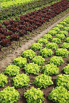 포토 JPG 해외이미지 식물 지구 음식 밭 농업 다이어트 채소 자연 건강 풍경 사람없음 야외 초록색 여름 농장 농경지 정원 식사 흙 봄 샐러드 성장 시골 신선 상추 허브 유기농 원예 먼지 내추럴 모종 밭일 줄서기 채식주의자 해외202004 해외포토 웰빙 계절 산업 컬러 모션 취미 생태계 채식 파일형식 이미지허브
