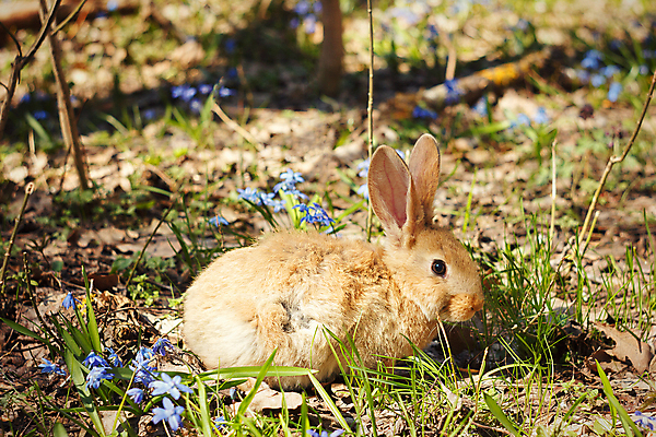 포토 JPG 해외이미지 잔디 사람없음 들꽃 토끼 해외202004 해외포토 식물 꽃 포유류 반려동물 파일형식 이미지허브