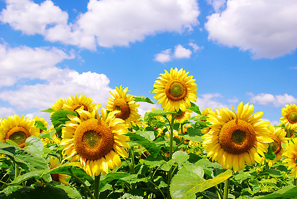 포토 JPG 해외이미지 식물 꽃 문화 지구 밭 농업 자연 하늘 해바라기 풍경 사람없음 야외 초록색 파란색 농장 노란색 맑음 활발 성장 시골 장면 흐림 해외202004 해외포토 산업 컬러 컨셉 날씨 생태계 파일형식 이미지허브