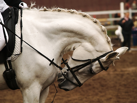 포토 JPG 해외이미지 동물 얼굴 스포츠 장갑 포유류 사람 사람없음 야외 반려동물 갈색 경기장 흰색 승마 우아함 중앙 승차 큼 갈기 굴레 방목장 해외202004 해외포토 잡화 컬러 컨셉 스포츠시설 모션 신체부위 크기 파일형식 이미지허브