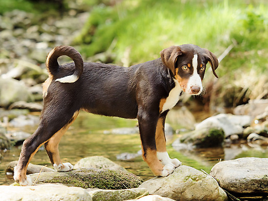 포토 JPG 해외이미지 동물 1 응시 공원 행복 음식 스포츠 백그라운드 포유류 자국 자연 놀이 육류 서기 앉기 사람없음 야외 초록색 반려동물 검은색 흰색 개 강아지 작음 송곳니 기르기 복종 삼색 신앙심 유래 해외202004 해외포토 시선 공공시설 감정 컬러 식재료 모션 치아 크기 생태계 돌봄 파일형식 이미지허브
