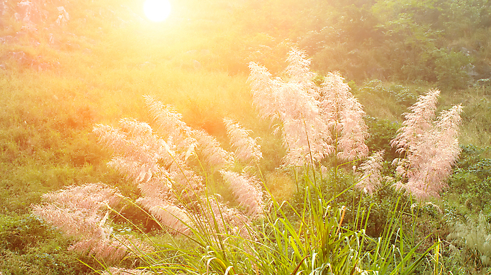 포토 JPG 해외이미지 식물 디자인 꽃 줄기 백그라운드 꽃무늬 농업 자연 건조 3 갈대 옥수수 씨앗 사람없음 장식 여름 갈색 노란색 정원 가을 흰색 죽음 그룹 큼 자르기 밀 깃털 분수 귀 부드러움 솜털 고립 엘리먼트 많음 해외202004 해외포토 계절 산업 컬러 컨셉 무늬 모션 곡류 신체부위 감각 크기 생태계 파일형식 이미지허브