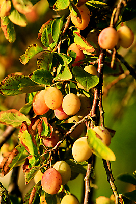 포토 JPG 해외이미지 나무 식물 계절 음식 농업 과일 자연 건강 사람없음 야외 여름 농작물 햇빛 농장 정원 수확 성장 가을 나뭇가지 시골 신선 맛 과수원 유기농 날것 자두 내추럴 밭일 숙성 세련 해외202004 해외포토 웰빙 산업 컨셉 태양 생태계 파일형식 이미지허브