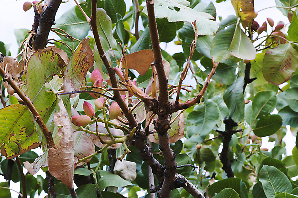 포토 JPG 해외이미지 나무 전통 섬 잎 농업 과일 자연 건조 사람없음 초록색 농장 흙 견과류 수확 성장 나뭇가지 신선 상품 과수원 다발 그리스 알맹이 날것 그리스인 내추럴 밭일 오리지널 특별함 피스타치오 해외202004 해외포토 서양인 식물 유럽 산업 컬러 컨셉 생태계 파일형식 이미지허브