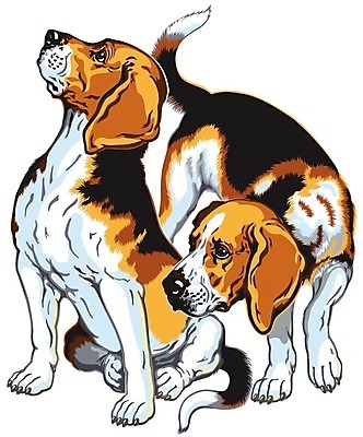 EPS 해외이미지 동물 2 일러스트 포유류 반려동물 개 흰배경 사냥개 비글 송곳니 고립 기르기 유래 해외202004 해외일러스트 백그라운드 흰색 치아 돌봄 파일형식 벡터 이미지허브