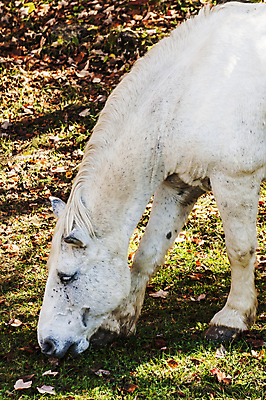 포토 JPG 해외이미지 동물 밭 포유류 자연 사람없음 야외 갈색 목장 흰색 시골 해외202004 해외포토 컬러 농업 생태계 파일형식 이미지허브